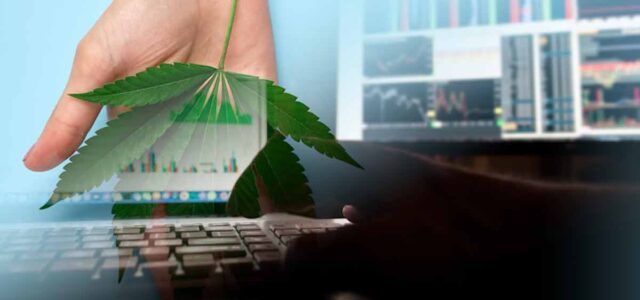 Top Marijuana Stocks For September Investing