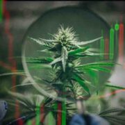 Top US Marijuana Stocks to Watch in Q3 2023: Promising Investment Opportunities