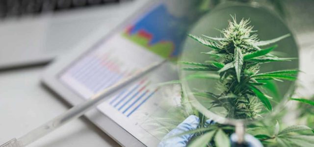 3 Marijuana Stocks To Buy Off The Dips 2023?