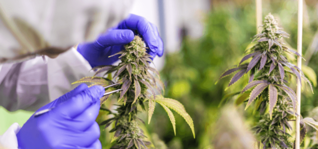 Committee Blog: International GxP Considerations When Cultivating Cannabis – Part 1
