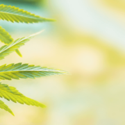 Committee Blog: Why 1% Total THC Could Open New Doors for the Hemp Industry