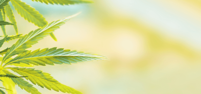 Committee Blog: Why 1% Total THC Could Open New Doors for the Hemp Industry