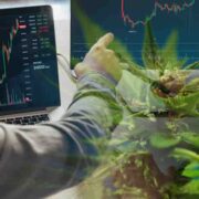 September 2023’s Top Marijuana Penny Stocks to Watch