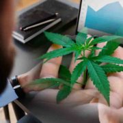 Year-to-Date Winners: Top Marijuana Penny Stocks to Keep on Your Radar