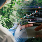 These Marijuana Stocks Have Caught Investor’s Attention