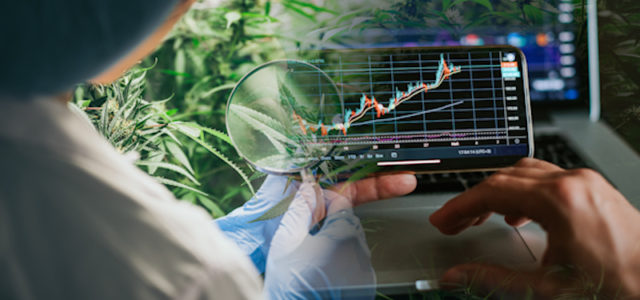 These Marijuana Stocks Have Caught Investor’s Attention