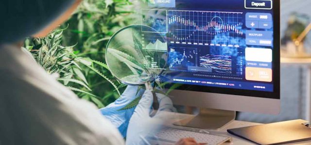 3 Marijuana Stocks To Watch Over The Holidays