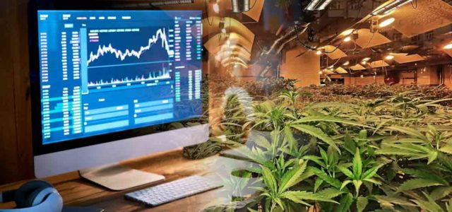 Are These Marijuana Stocks A Buy Or Sell 2024?