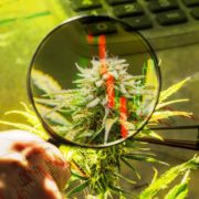 Cannabis Investing 2024: 3 Top Marijuana Stocks For Your Watchlist