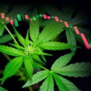 Green Harvest Prospects: Top Marijuana Penny Stocks to Watch in November 2023
