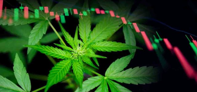 Green Harvest Prospects: Top Marijuana Penny Stocks to Watch in November 2023