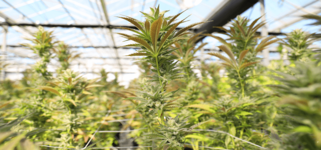 Unveiling Cultivation Secrets for a Record-Breaking Cannabis Yield