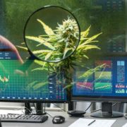 Marijuana Stocks To Watch Cannabis Investors Are Preparing For 2024