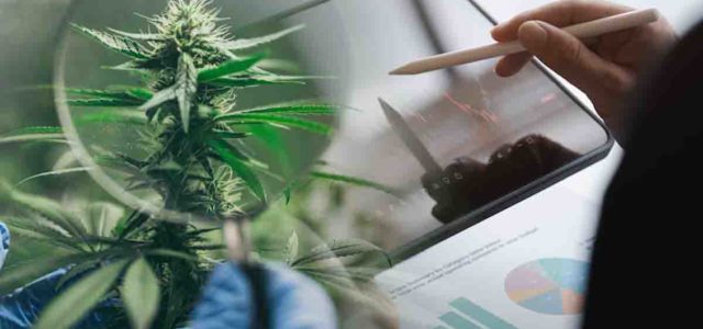 Top Ancillary Cannabis Stocks to Watch in 2024: Key Picks for Investors