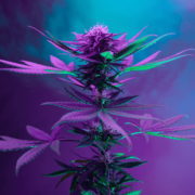 Member Blog: Cannabis Industry Predictions for 2024