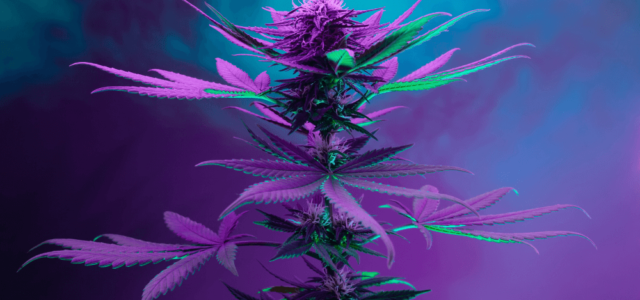 Member Blog: Cannabis Industry Predictions for 2024