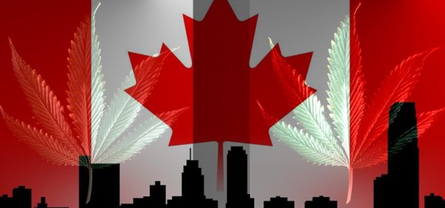3 Canadian Marijuana Stocks To Start The New Week