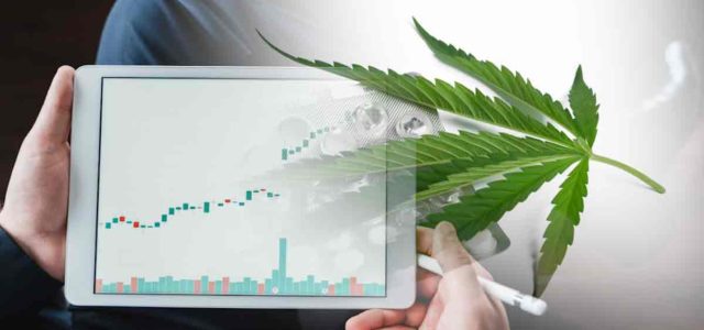 Top Marijuana Stocks To Follow In 2024