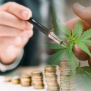 High Growth: Top Pot Stocks Making Moves into March 2024