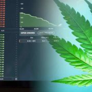 The Best Marijuana Stocks For New Investors