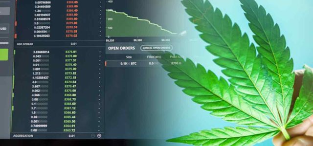 The Best Marijuana Stocks For New Investors