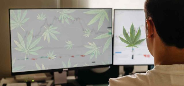 Top Marijuana Stocks For Cannabis Investors 2024