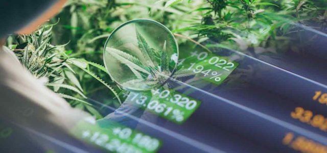 Top Marijuana Stocks For Trading Today 2024