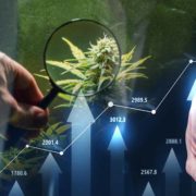 Top Picks: Canadian Cannabis Giants Set to Flourish in Q2 2024