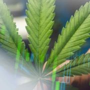 These Marijuana Stocks Could Begin To Rise Again?