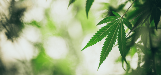 Committee Blog: A Guide to Navigating Cultivation Environmental Requirements