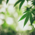 Committee Blog: A Guide to Navigating Cultivation Environmental Requirements