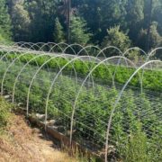 Drug Enforcement Administration to Initiate Historic Shift in Federal Marijuana Policy