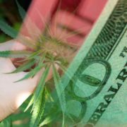 Marijuana Stocks For Today’s Cannabis Investor