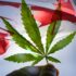 Top Canadian Marijuana Stocks To Watch Right Now 2024