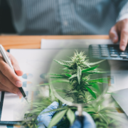 Top Marijuana Stocks For Your August Watchlist