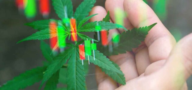 Top US Marijuana Stocks to Watch in August 2024