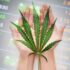 Top Cannabis Stocks For Marijuana Investors