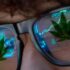 2 Top Marijuana Stocks To Watch This Upcoming Week