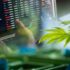 3 Marijuana Stocks To Watch On September 11th