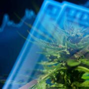 3 Marijuana Stocks To Watch To Start Your Week