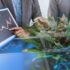 Maximizing Returns: The Top Cannabis REITs for Long-Term Investment Strategies