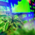 Top Marijuana Stocks In The Stock Market Today