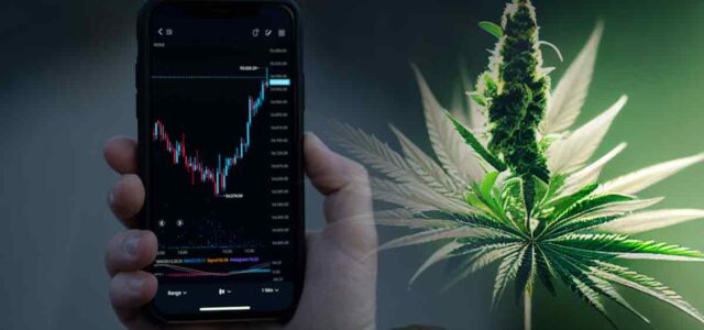 Top Marijuana Stocks To Watch Before October