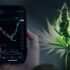 Top Marijuana Stocks To Watch Before October