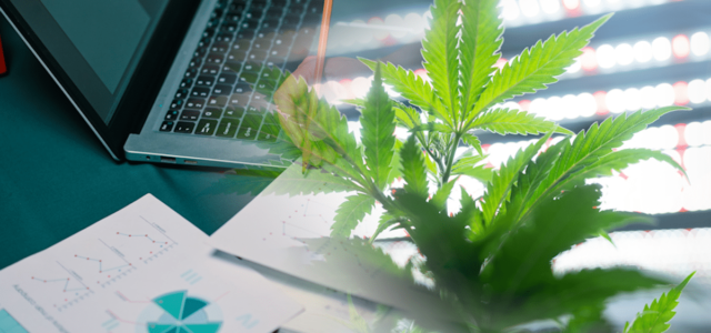 3 Marijuana Stocks For Today’s Trader