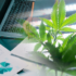 3 Marijuana Stocks For Today’s Trader