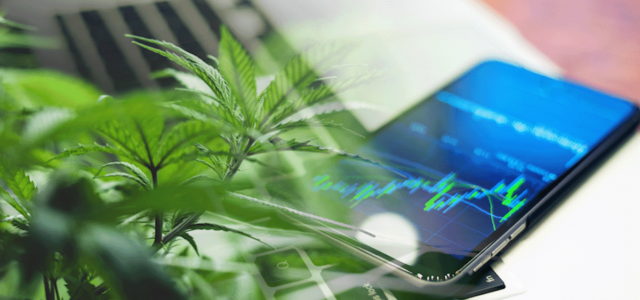 3 Marijuana Stocks To Weather The Storm In The Cannabis Sector