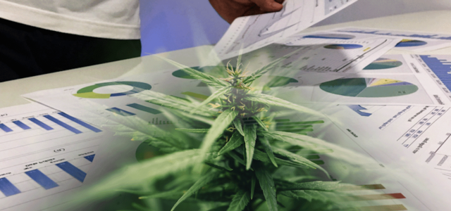 These 3 Marijuana Stocks Could Hit Big Momentum