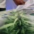 These 3 Marijuana Stocks Could Hit Big Momentum