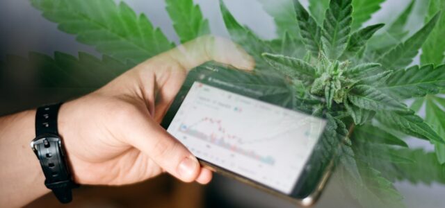 These Canadian Marijuana Stocks Could Be The Winners You Need